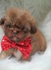 Charlie Small male Shih Tzu puppy in Ohio!!!