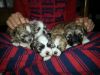cute shih tzu puppies for sale ,text(xxx) xxx-xxx8