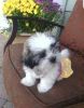 AKC Registered Home Trained Shih Tzu Pups for sale