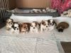 2 Male Brown/white Shih Tzu Puppies For Sale