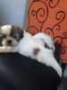 Beautiful Shih Tzu Puppies For Sale Ready Now