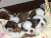 Adorable shih tzu puppies available for sale