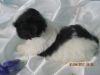 Shih Tzu puppy Male, CKC,6weeks old,home raised
