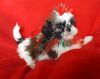 sharp Shih Tzu puppies for great homes ready now