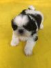 Small and super cute CKC SHih Tzu puppy, male, purebreed