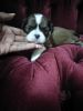 Handsome purebred Shih tzu boy pup