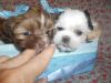 Toy Shihtzu Nonshed 9wks Quality Pups
