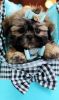 Gorgeous Shih Tzu Puppies Available Today!