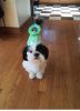 Shih-Tzu Stud only not for SELL