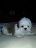 Various Colours Shih Tzu Puppies Ready Now