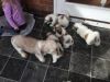 Shih tzu Puppies for sale