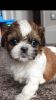Shih Tzu Puppies Available