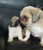 Beautiful fluffy Shih Tzu Puppies