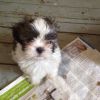 Super Cute Kc Registered Shih Tzu Pups