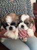 shih tzu for rehoming male and female