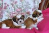 cute shih puppies ready for a new home