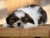 Charming litter of pure breed standard Shih Tzu puppies