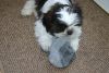 nice and well trained shih tzu puppy ready for adoption now . please c