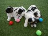 Healthy Shih tzu Puppies for adoption