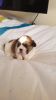Kc Registered Shih Tzu Puppies ready for sale