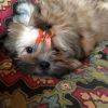 Shih Tzu Puppies , Ready Now ! Small Imperials