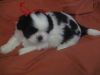 CKC purebreed 2 males/1 female puppies-Ready on 5/14/17