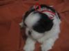 Alisha, CKC Shih Tzu puppy female,rehome on 5/14/17