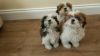 Affectionate shih tzu puppies available for good home