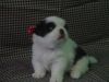 Murphy, CKC Shihtzu purebreed puppy male, rehome on 5/22/17