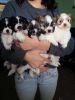 Most loving and affectionate Shih Tzu puppies