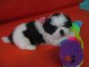 MUSHU, adorable CKC Shih Tzu puppy male, raised at home, pick up 5/25/