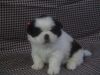 PERCY, CKC Shih Tzu puppy male, purebreed, rehome on 5/25/17