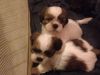Pure Shih tzu Puppies Ready Now