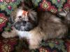 Stunning Litter Of Imperial Shih Tzus