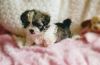Tiny Super Cute Shih Tzu Pups