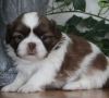 Shih Tzu Puppys With Pedigree Papers