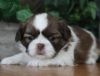 Red/chocolate Shih Tzu Puppies For Sale