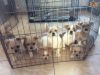 Chi-lhasa Puppies