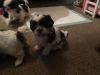 Beautiful Shih Tzu puppies for Adoption
