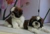 Stunning Shichon Puppies