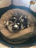 Four Beautiful Shih Tzu Puppies For Sale