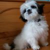 Shih Tzu Puppies For New Homes
