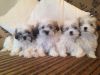 affectionate Shih Tzu Puppies