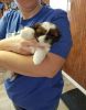 AKC Reg Male & Female Shih Tzu Puppies Looking For New Home.