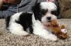 Shih Tzu puppies ready for sale