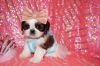 Adorable Shih Tzu puppies for sale