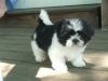 Lovely Shih Tzu puppies for sale