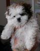 Gorgeous/lovable fine shih tzu puppies for forever home