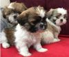 Beautiful AKC Reg Shih Tzu Puppies