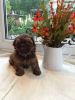 Loving AKC male and female shih tzu puppies for re homing